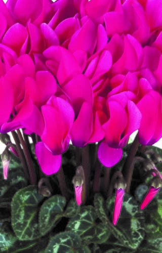 Cyclamen Smartiz Fantasia Fuchsia 6 Pack