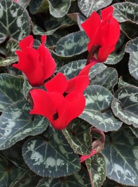 Cyclamen Smartiz Rouge 6 Pack