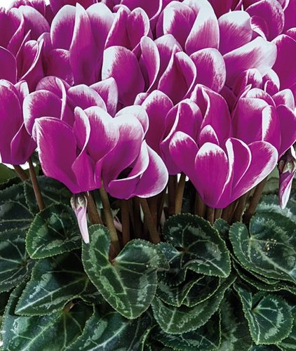 Cyclamen Smartiz Violet Fonce Purple 6 Pack