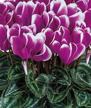 Cyclamen Smartiz Violet Fonce Purple 6 Pack