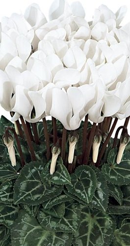 Cyclamen Smartiz White 6 Pack