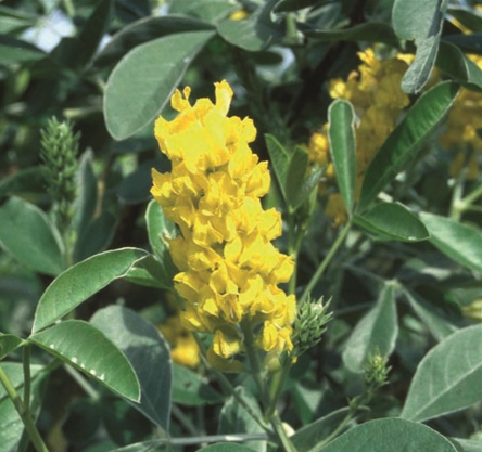 Cytisus battandieri 12 Litre