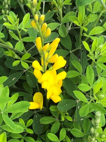 Cytisus Porlock 2 Litre