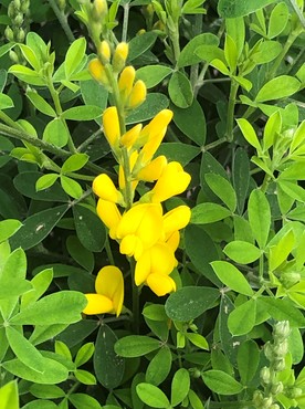 Cytisus Porlock 2 Litre