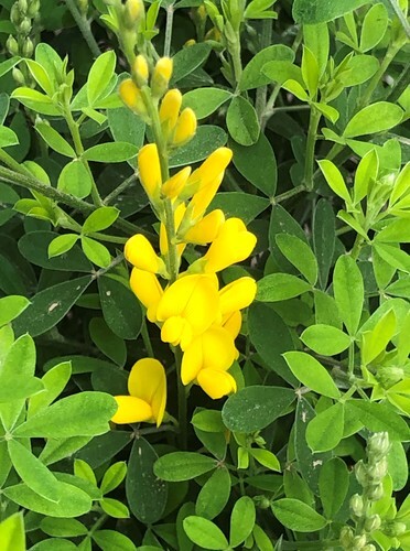 Cytisus Porlock Patio 7 Litre