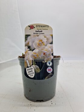 Daffodil Bridal Crown Potted Bulb 1 Litre