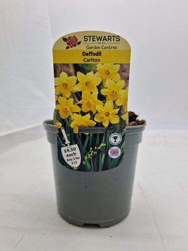 Daffodil Carlton Potted Bulb 1 Litre