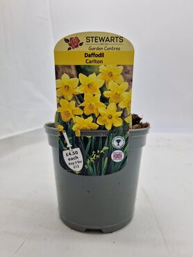 Daffodil Carlton Potted Bulb 1 Litre