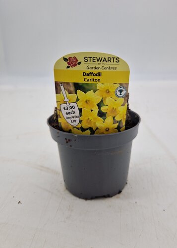 Daffodil Carlton Potted Bulb 9cm