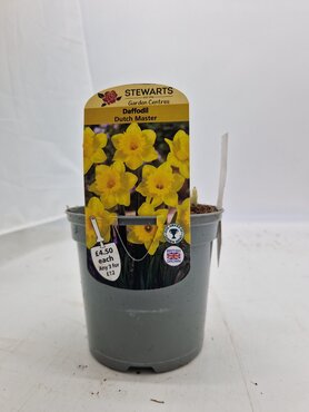 Daffodil Dutch Master Potted Bulb 1 Litre