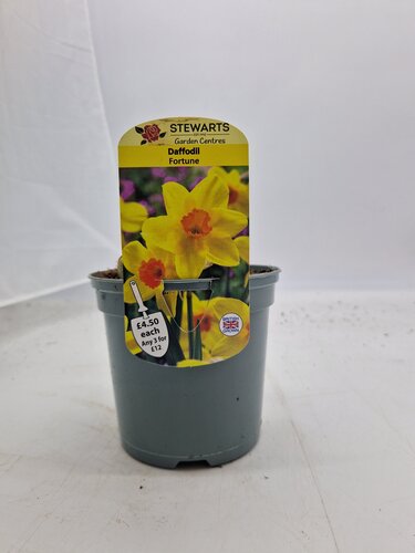 Daffodil Fortune Potted Bulb 1 Litre