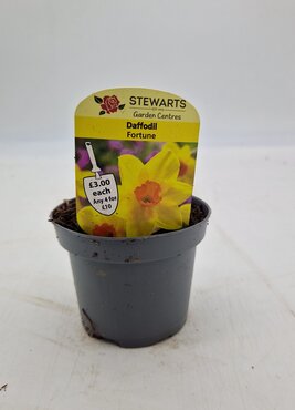 Daffodil Fortune Potted Bulb 9cm