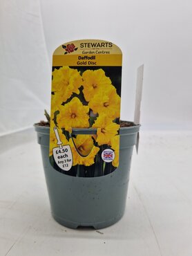 Daffodil Gold Disc Potted Bulb 1 Litre