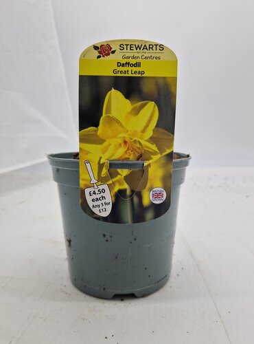 Daffodil Great Leap Potted Bulb 1 Litre