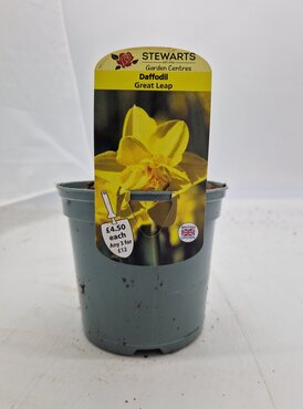 Daffodil Great Leap Potted Bulb 1 Litre