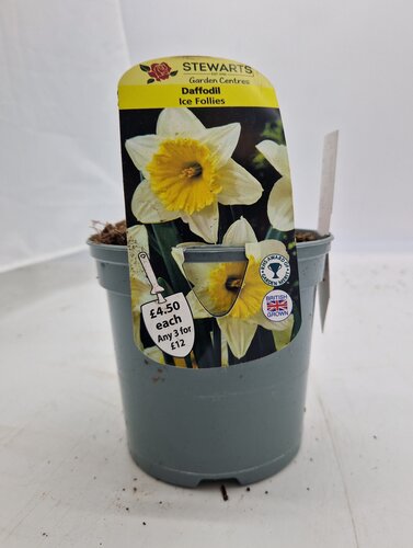 Daffodil Ice Follies Potted Bulb 1 Litre