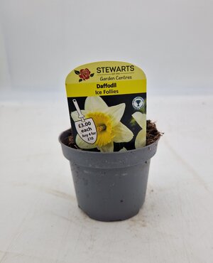 Daffodil Ice Follies Potted Bulb 9cm