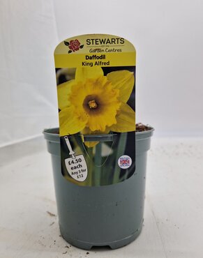 Daffodil King Alfred Potted Bulb 1 Litre