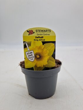 Daffodil King Alfred Potted Bulb 9cm