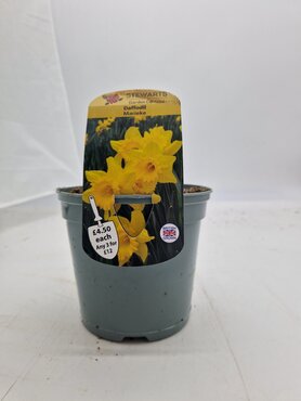 Daffodil Marieke Potted Bulb 1 Litre