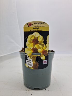 Daffodil Primrose Beauty Potted Bulb 1 Litre