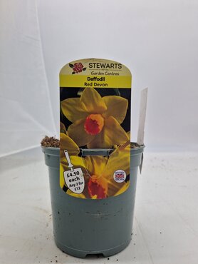 Daffodil Red Devon Potted Bulb 1L