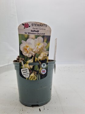 Daffodil Sir Winston Churchill Potted Bulb 1 Litre