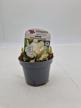 Daffodil Sir Winston Churchill Potted Bulb 9cm