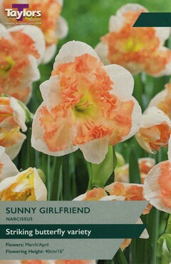 Daffodil Sunny Girlfriend x 5