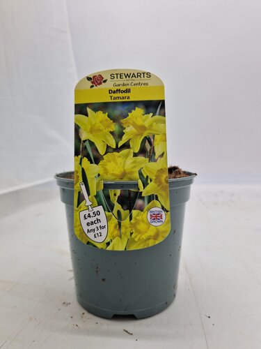 Daffodil Tamara Potted Bulb 1 Litre