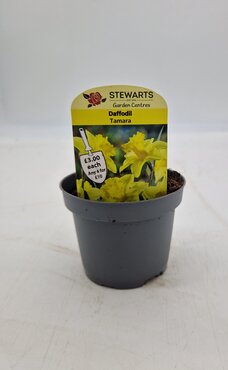 Daffodil Tamara Potted Bulb 9cm