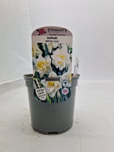 Daffodil White Lion Potted Bulb 1 Litre