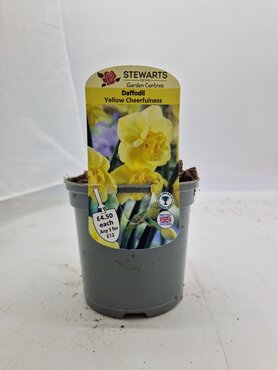 Daffodil Yellow Cheerfulness Potted Bulb 1 Litre