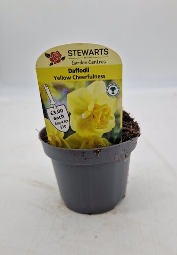 Daffodil Yellow Cheerfulness Potted Bulb 9cm