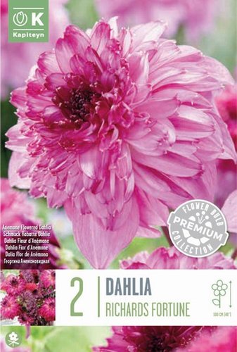 Dahlia Anemone Flowering Richards Fortune