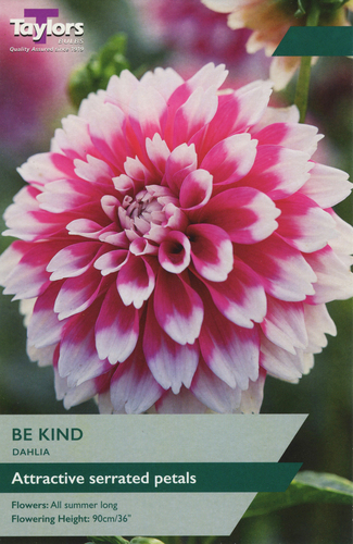 Dahlia Be Kind