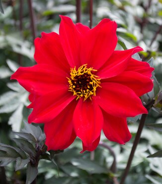 Dahlia Bishop Of Llandaff 3 Litre