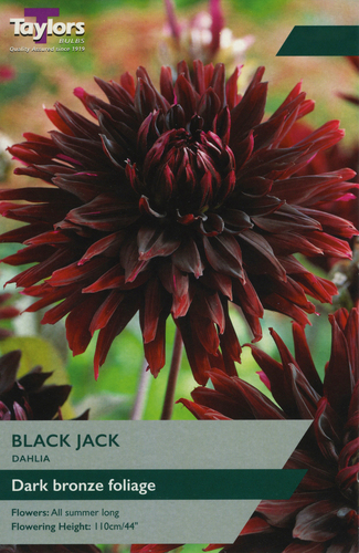 Dahlia Black Jack