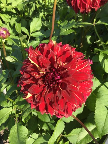 Dahlia Bohemian Spartacus 3 Litre