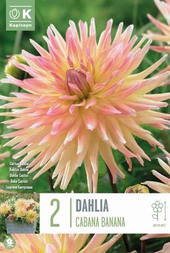 Dahlia Cactus Cabana Banana