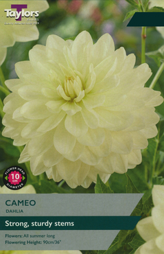 Dahlia Cameo