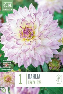 Dahlia Decorative Crazy Love