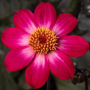 Dahlia Dahlegria Magenta Bicolour 3 Litre