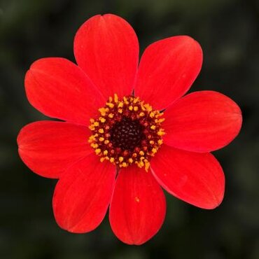 Dahlia Dahlegria Orange 3 Litre