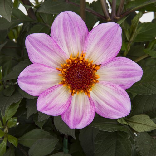 Dahlia Dahlegria Pink Flame 3 Litre