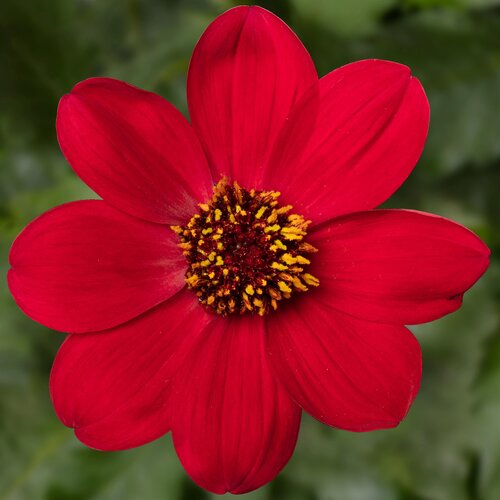 Dahlia Dahlegria Red 3 Litre