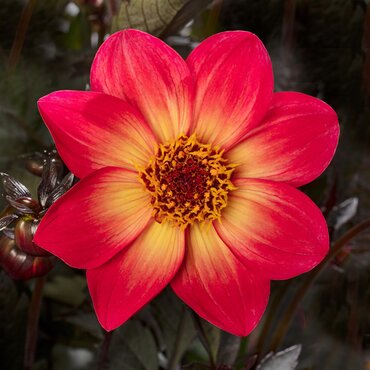 Dahlia Dahlegria Sunrise 3 Litre