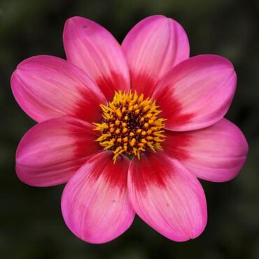 Dahlia Dahlegria Tricolor 3 Litre