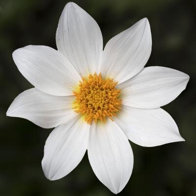 Dahlia Dahlegria White 3 Litre