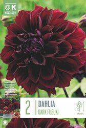 Dahlia Dark Fubuki